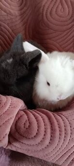 Minilop vánoční miminka