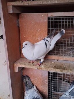 Český voláč sivý - 1