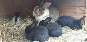 Samice králíka se 4 králíčaty