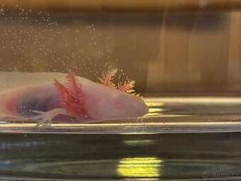 Axolotl mexický - dovoz celá čr