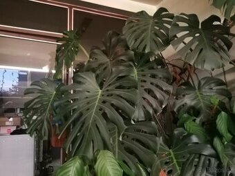 Monstera