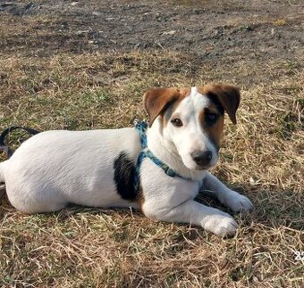 Jack Russell teriér