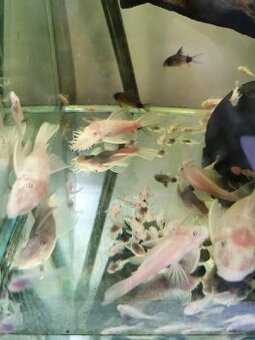 Ancistrus snow white - 1