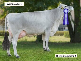 Plemenný býk Brown Swiss