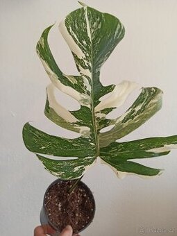 Monstera albo variegata