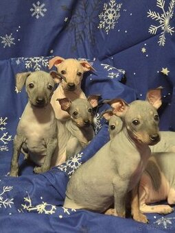 Americký bezsrstý teriér s PP