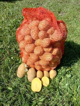 Brambory na uskladnění