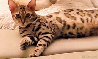 Bengalská kočka - 1