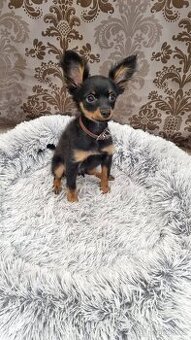 Ruský toy dlouhosrstý-štěňata s PP(FCI)