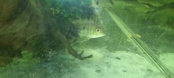 Geophagus Tapajos