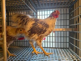 Kohoutek wyandotka zdrobnela