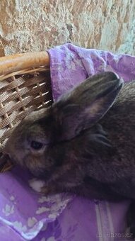 Zakrslý králík Beránek - daruji