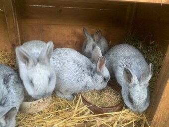 Prodám Králíky Vss - 1