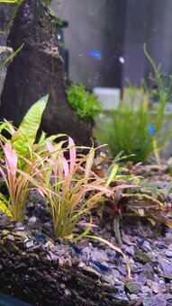 Krevety  neocaridia Blue Dream - 1