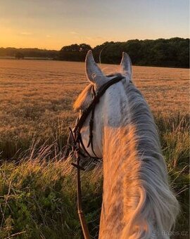 Poptávka docházky/pronájmu-Olomouc