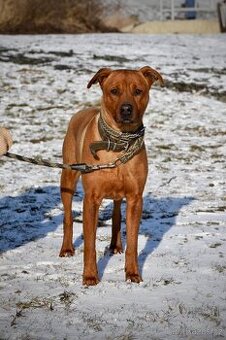 Kříženec ridgebacka hledá domov