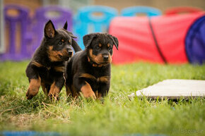 Beauceron - všestranný parťák