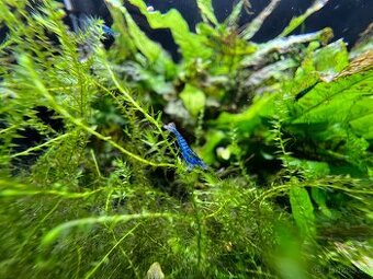 Krevetky Blue dream
