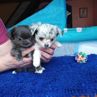 Čivava  stříbrná,  blue merle, modrá, bílá i mini čivavičky