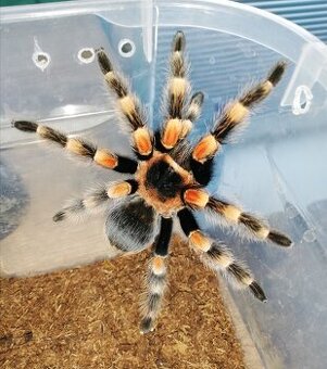 Sklípkani: Acanthoscurria, Brachypelmy, Lasiodora, Nhandu -