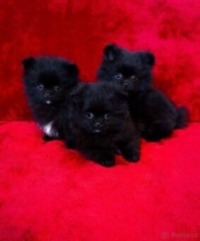 Pomeranian