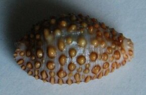 Jenneria pustulata