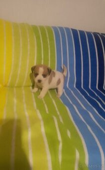 Shih-tzu x čivava