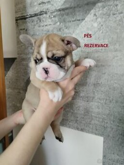 Francouzský buldoček bez PP