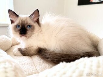 Ragdoll koťátko - 1
