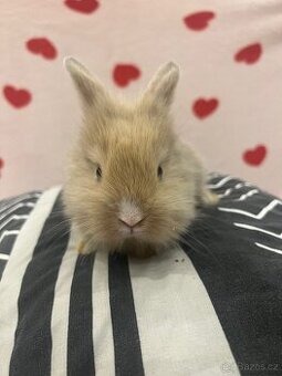 Mláďata - Zakrslí králíci