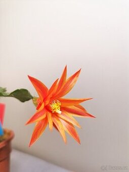 Schlumbergera - Velikonoční kaktus: Estrella D´alva (řízek)