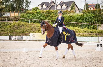10ti letý drezurní oldemburg. valach se závodními zkušenostm