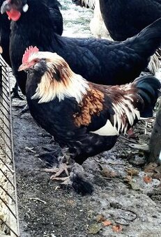 Zdrobnělá faverolka lososovitá