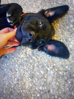 Labrador