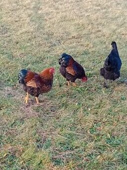 Kohouti wyandotky zdrobnělé