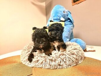 Yorkšírský teriér