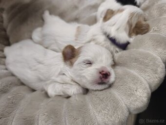 Jorkšírský teriér golddust s PP