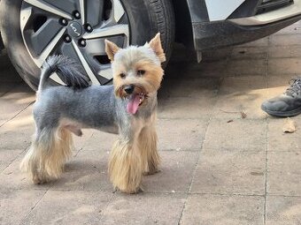 Jorkšírský teriér krytí