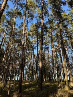 Prodám pozemky v katastrálním území Nemějice