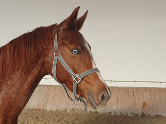 2,5letá oldenburská klisna s výjimečným exteriérem