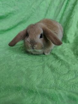 Vymazlení zakrslí králíčci - minilop, beranek, teddy