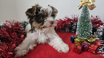 Jorkširský teriér - zbarvení BIEWER -  s PP