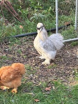 Hedvábnička kohout