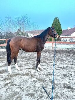 4 letý vlach po Le patron obsednut