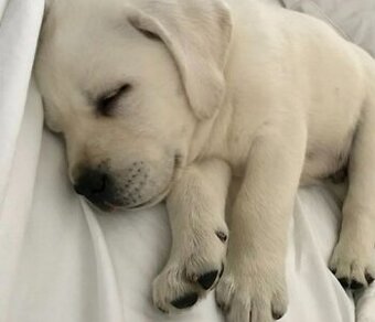 Labradorský retrívr