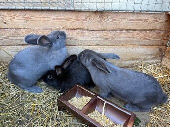 Zakrslý králíček