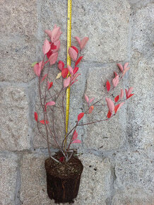 Černý jeřáb - Aronie