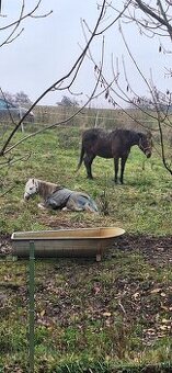 Sháním koně v chladnokrevnem typu /pronajem