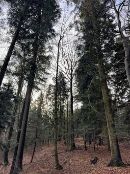 Prodej lesních pozemků k.ú. Halenkov