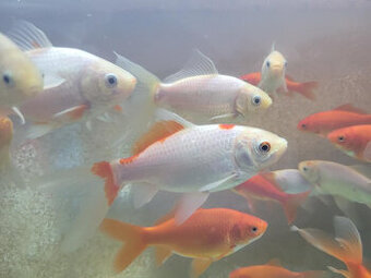 Jezírkové ryby